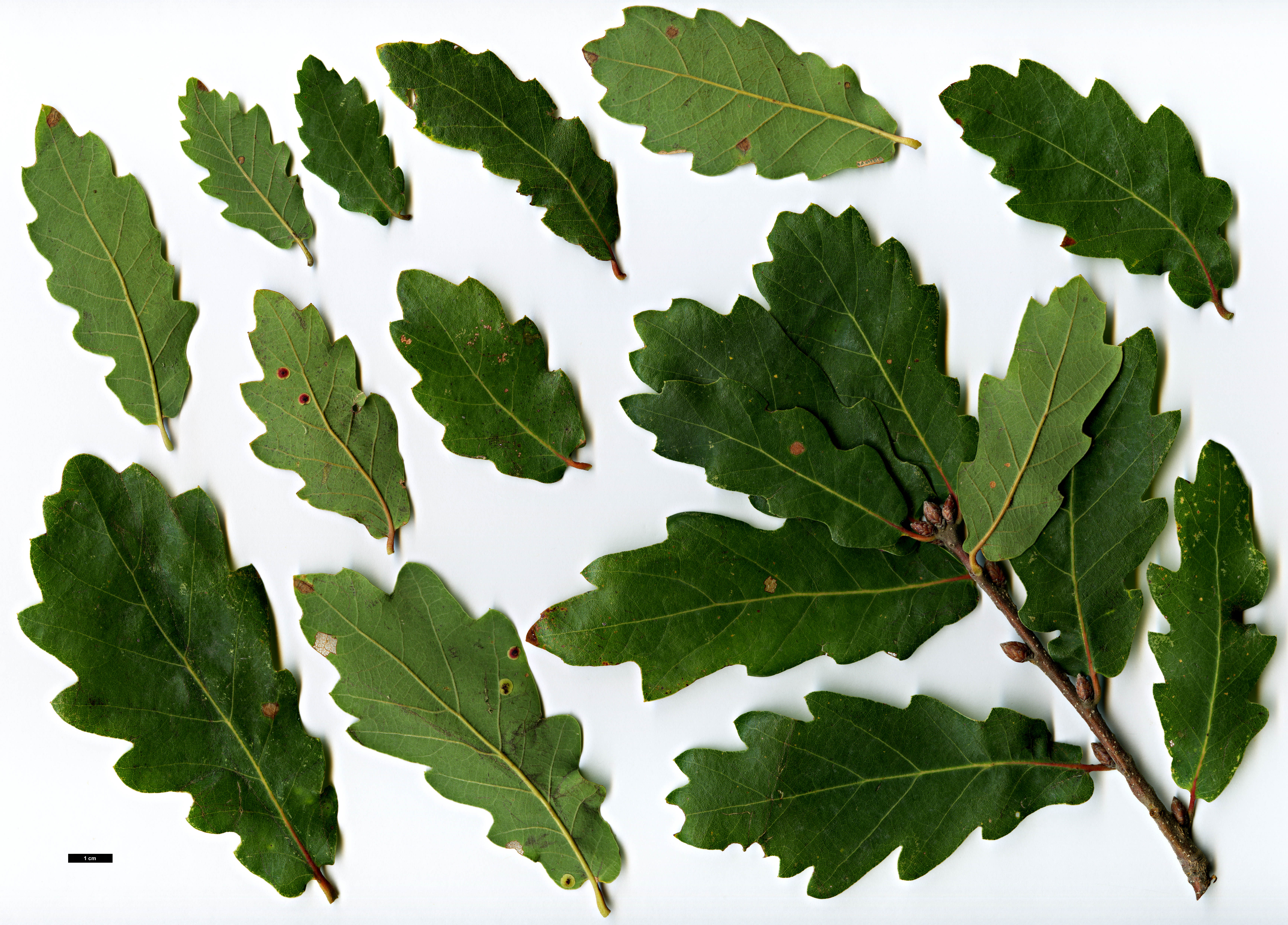 High resolution image: Family: Fagaceae - Genus: Quercus - Taxon: robur - SpeciesSub: subsp. estremadurensis